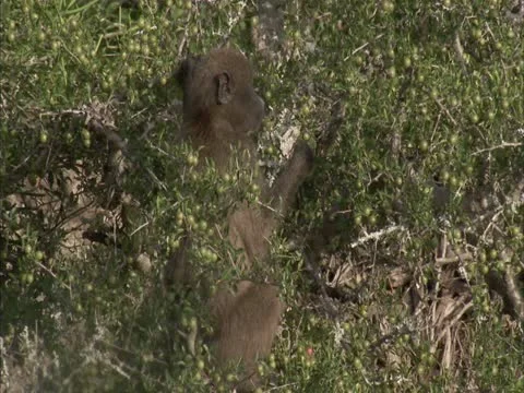 Baboon in a tree. Stock Footage 12610483