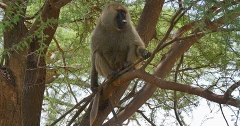 Baboon in tree Stock Footage 60596170