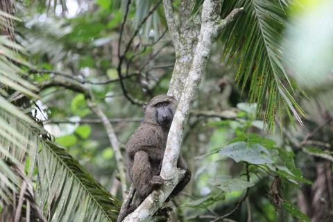 Baboon in a tree 库存照片