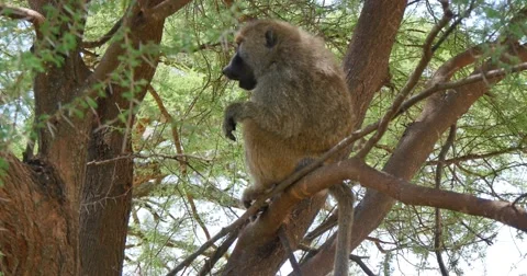Baboon in tree yawns Stock Footage 60596387