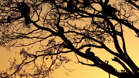 Baboon troop perched in massive wild fig tree grooming each other before sunrise Stock Footage 345655422