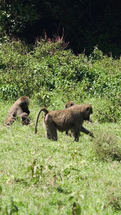 Baboon Troop Traverses Sun-Drenched Lake Nakuru Landscape Vídeos de archivo 344320340