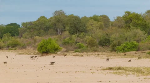 Baboon Troop Walking Over Sandy African Landscape Stock Footage 67599091