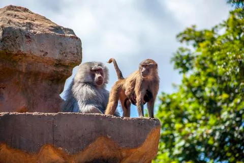 Baboon Unity Stock Photos