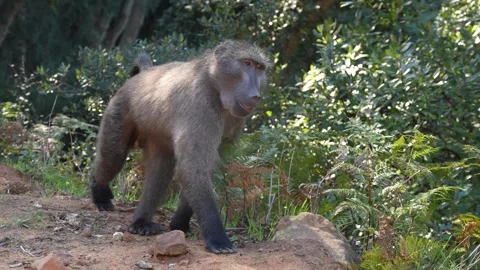 Baboon walking 4k Stock Footage 337155914