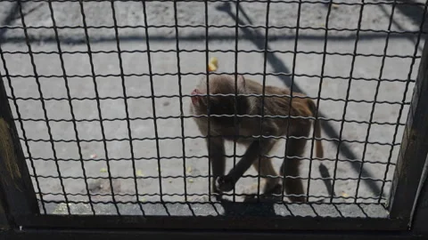 Baboon Walking and Climbing Wire Mesh in an Outdoor Enclosure Stock Footage 346965639