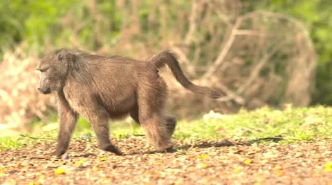 Baboon walking Stock Footage 10979430