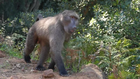 Baboon walking  Stock Footage 337130358