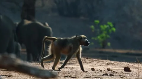Baboon Walking on Forest Ground Stock Footage 321837139