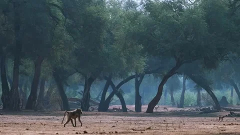 Baboon Walking on Forest Ground Video stock 321837174