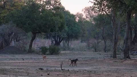 Baboon Walking on Forest Ground Stock Footage 321839274