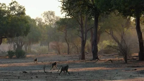 Baboon Walking on Forest Ground Stock Footage 321840705