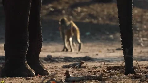 Baboon Walking on Forest Ground Stock Footage 321840913