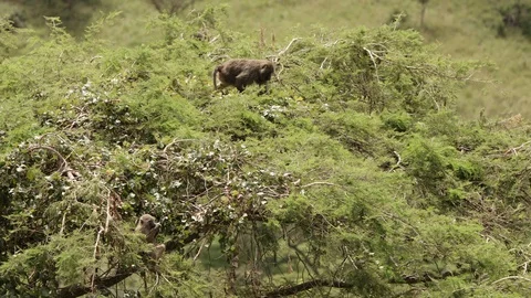 Baboon walking over the trees in the park.slow motion Vídeo Stock 112156510