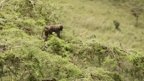 Baboon walking over the trees in the park.slow motion Stock Footage 112156750