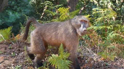 Baboon walking profile Stock Footage 337130359