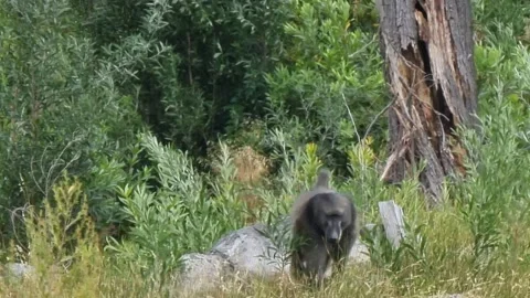 Baboon Walking Towards Camera Stock Footage 170709454