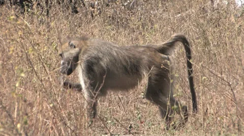 Baboon walks into grass and blends Stock Footage 22705867