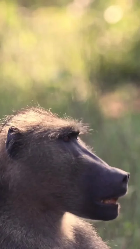 Baboon in the wild Stock Footage 321289559