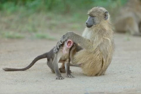 Baboon in the wilderness Stock Photos