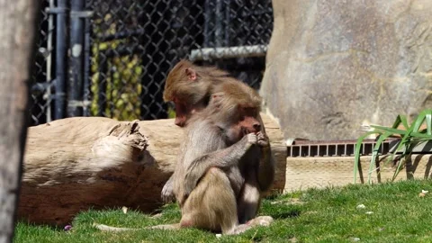 Baboon in the zoo Stock Footage 198126921