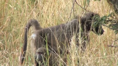Baboon1 Stock Footage 11069687