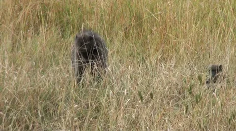 Baboon2 Stock Footage 11069777