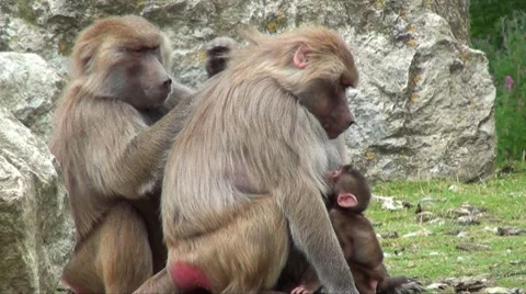 Baboons 02 Stock Footage 8664126