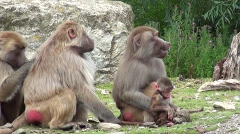 Baboons 06 Stock Footage 8665004