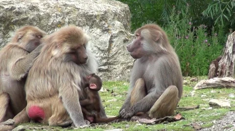Baboons 08 Stock Footage 8665932