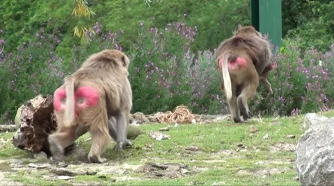 Baboons 09 Stock Footage 8666231