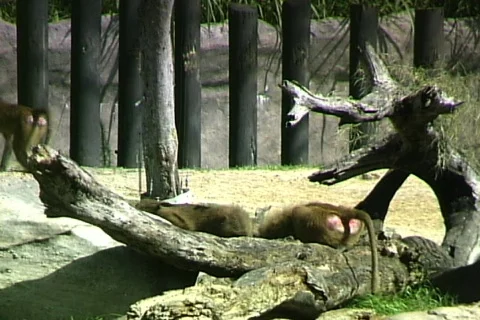 Baboons-2 Video stock 816246