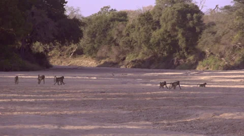 Baboons 2 Vídeos de archivo 27233322