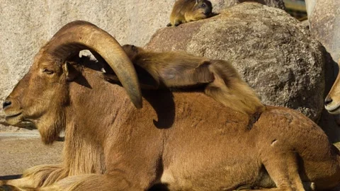 Baboons and a goat Stock Footage 272737439