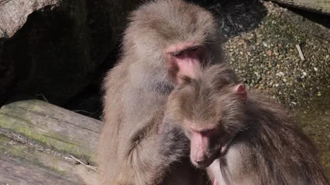Baboons are grooming each other to maintain social contacts Stock Footage 274133759