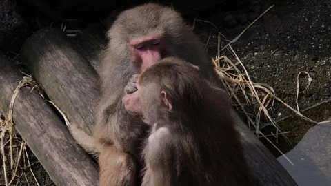 Baboons are grooming each other which is a nice get-together with us Stock Footage 274134014