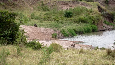 Baboons are sitting in Sub-Saharan forest. Video stock 153594765