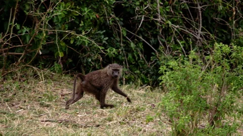 Baboons are walking around a Sub-Saharan forest. Video stock 153461508