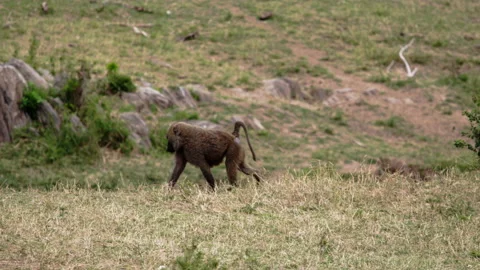Baboons are walking around a Sub-Saharan forest. Stock Footage 153635837