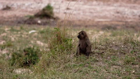 Baboons are walking around a Sub-Saharan forest. Video stock 153711060