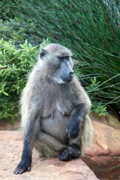 Baboons in cape point Stock Photos