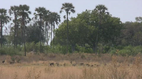 Baboons in Clearing in Botswana Stock Footage 284791