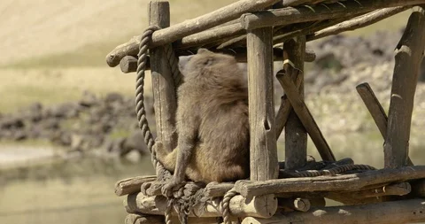 Baboons colony Stock Footage 101527407