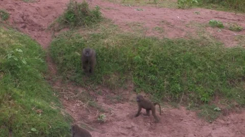 Baboons a couple of adults chasing each other Stock Footage 172160047