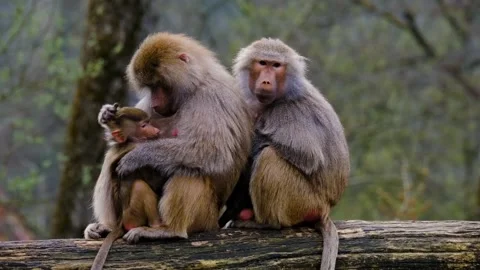 Baboons cub apes Stock-Footage 270089187
