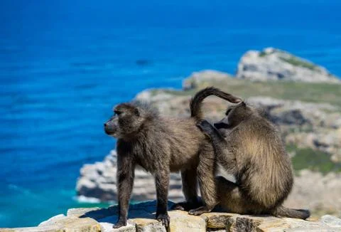 Baboons doing hygene Stock Photos