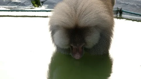 Baboons drink in ponds Video stock 113829968
