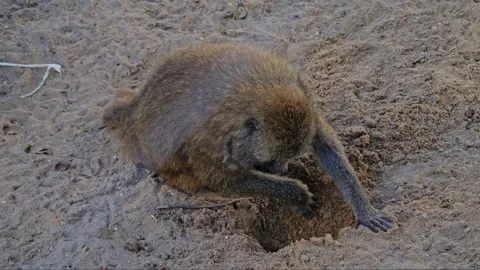 Baboons explore rocky ledges and sandy spots, looking for food. Filmed in s.. Stock-Footage 290356281