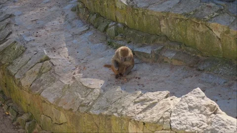 Baboons explore their enclosure, searching for food. Slow-motion filming on.. Stock Footage 291870044