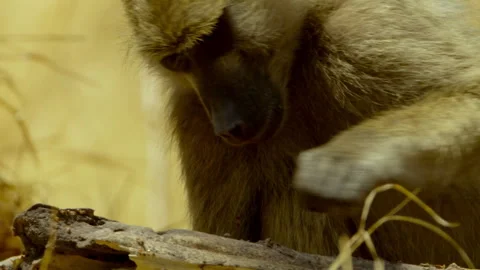 Baboons explore their surroundings in the Okavango Delta of Africa Stock Footage 326002507